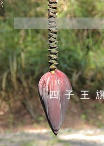 四子王旗法院提干