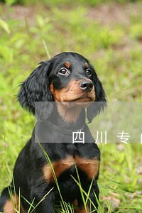 四川专门办重大刑事律师 四川专门办重大刑事律师