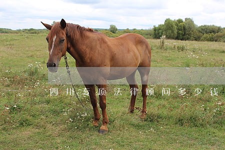 四川专项法律顾问多少钱 四川专项法律顾问多少钱