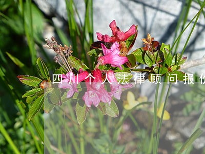 四川个人法律顾问报价 四川个人法律顾问报价