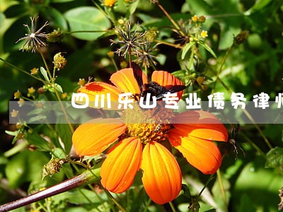 四川乐山专业债务律师哪家好