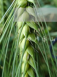 四川乐山债务案件律师怎么委托 四川乐山债务案件律师怎么委托