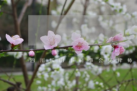 四川乐山市刑事会见律师有哪些 四川乐山市刑事会见律师有哪些