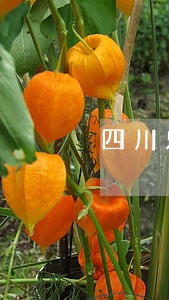 四川乐山重大刑事律师多少钱 四川乐山重大刑事律师多少钱