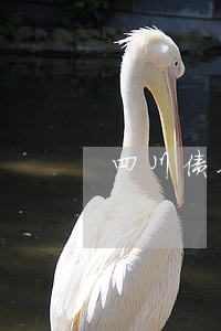 四川债务律师面谈咨询