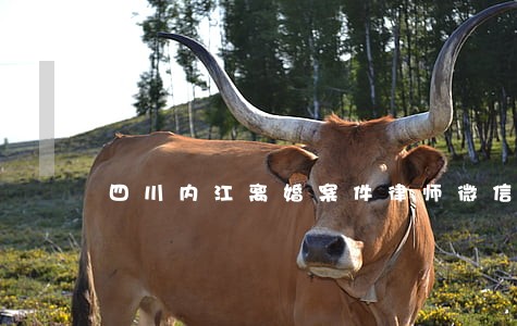 四川内江离婚案件律师微信咨询 四川内江离婚案件律师微信咨询