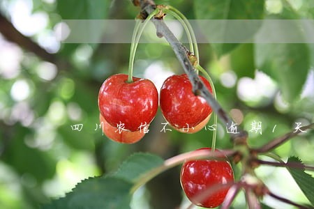 四川农信不小心逾期1天 四川农信不小心逾期1天