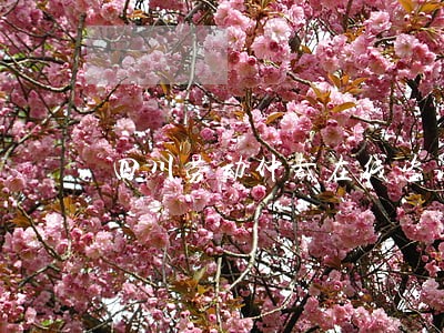 四川劳动仲裁在线咨询 四川劳动仲裁在线咨询