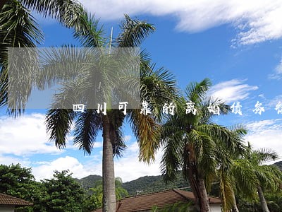 四川可靠的离婚债务律师 四川可靠的离婚债务律师