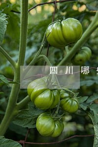 四川哪些法院有宿舍 四川哪些法院有宿舍