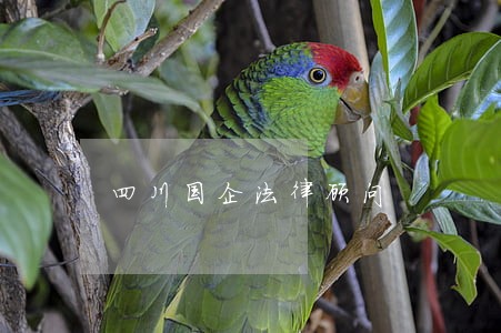 四川国企法律顾问 四川国企法律顾问