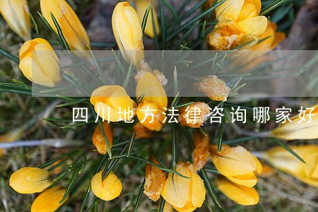 四川地方法律咨询哪家好 四川地方法律咨询哪家好
