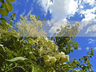 四川委托合同纠纷律师 四川委托合同纠纷律师