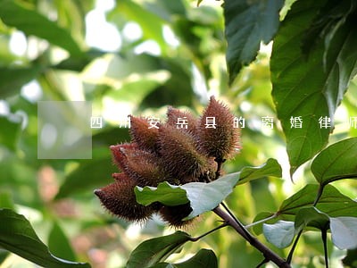 四川安岳县的离婚律师 四川安岳县的离婚律师