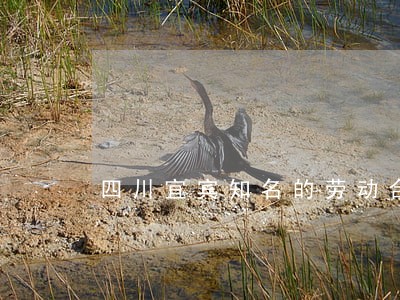 四川宜宾知名的劳动合同律师 四川宜宾知名的劳动合同律师