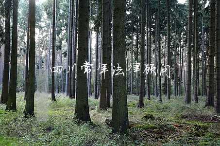 四川常年法律顾问 四川常年法律顾问