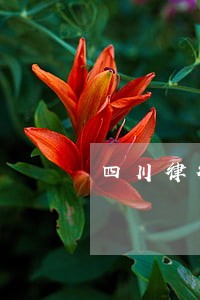 四川律行者法律咨询公司怎么样