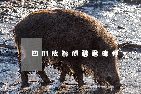 四川成都何碧君律师 四川成都何碧君律师