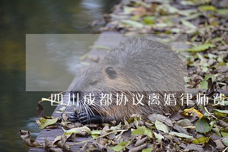 四川成都协议离婚律师费用
