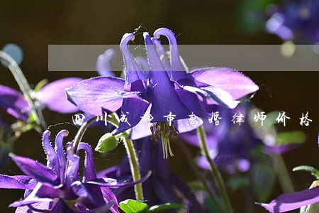 四川成都市离婚律师价格 四川成都市离婚律师价格
