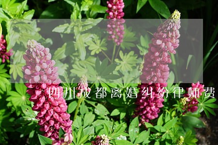 四川成都离婚纠纷律师费 四川成都离婚纠纷律师费