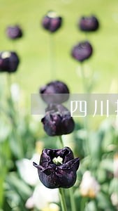 四川打官司咨询律师 四川打官司咨询律师