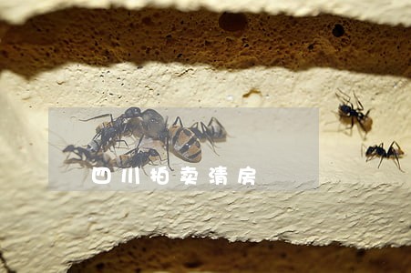 四川拍卖清房 四川拍卖清房