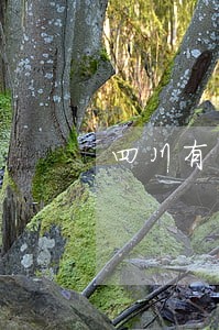 四川有多少光大信用卡逾期的 四川有多少光大信用卡逾期的