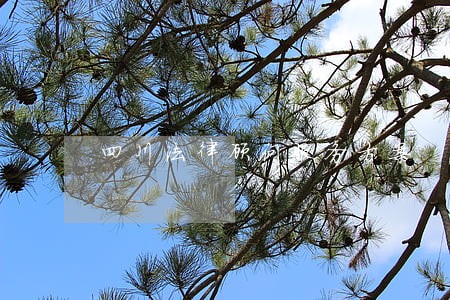四川法律顾问服务方案 四川法律顾问服务方案