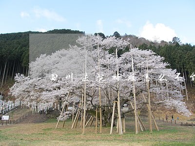 四川法院新版怎么不能使用