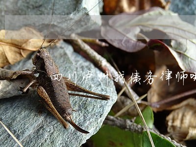 四川泸州找债务律师哪里找 四川泸州找债务律师哪里找