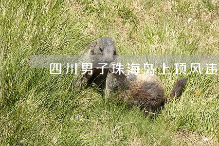四川男子珠海岛上顶风违法 四川男子珠海岛上顶风违法