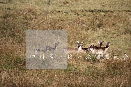 四川省一村一法律顾问合同书 四川省一村一法律顾问合同书