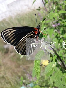 四川省债务纠纷律师联系电话 四川省债务纠纷律师联系电话