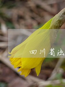 四川省法院在哪里 四川省法院在哪里