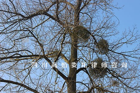 四川离婚委托律师咨询