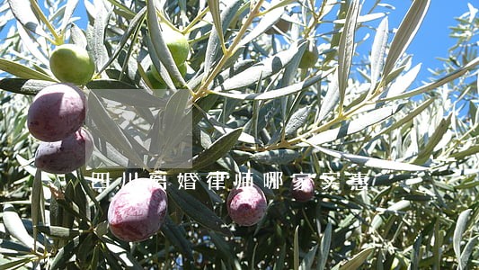 四川离婚律师哪家实惠 四川离婚律师哪家实惠