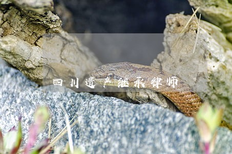 四川遗产继承律师 四川遗产继承律师