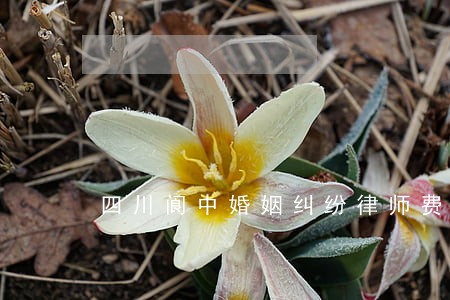 四川阆中婚姻纠纷律师费 四川阆中婚姻纠纷律师费