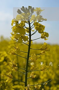 四年内无逾期可以贷款买房吗 四年内无逾期可以贷款买房吗