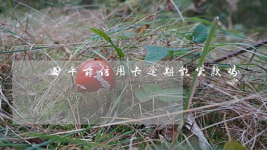 四年前信用卡逾期能贷款吗 四年前信用卡逾期能贷款吗