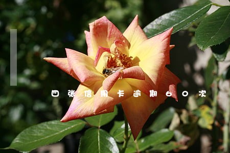四张信用卡逾期60次