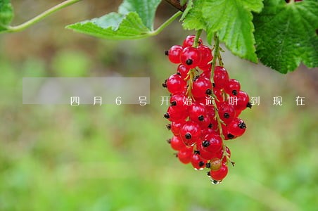 四月6号开始逾期到现在多少天了 四月6号开始逾期到现在多少天了