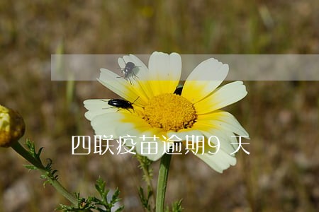 四联疫苗逾期9天 四联疫苗逾期9天