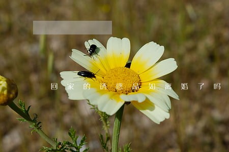 回家的诱惑品如离婚了吗 回家的诱惑品如离婚了吗