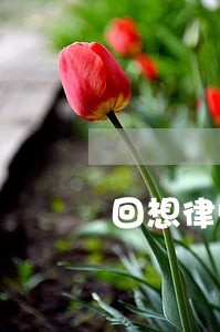 回想律师 回想律师