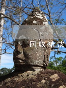 回收猪皮炼油违法吗