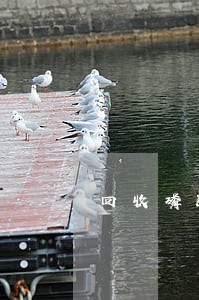 回收磷酸桶违法吗 回收磷酸桶违法吗
