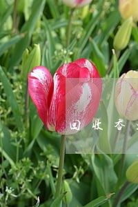 回收香烟违法 回收香烟违法