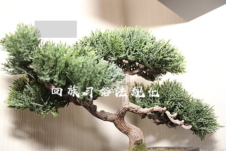 回族习俗法规化 回族习俗法规化